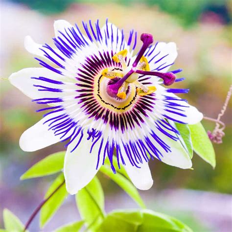 is passionflower good for anxiety